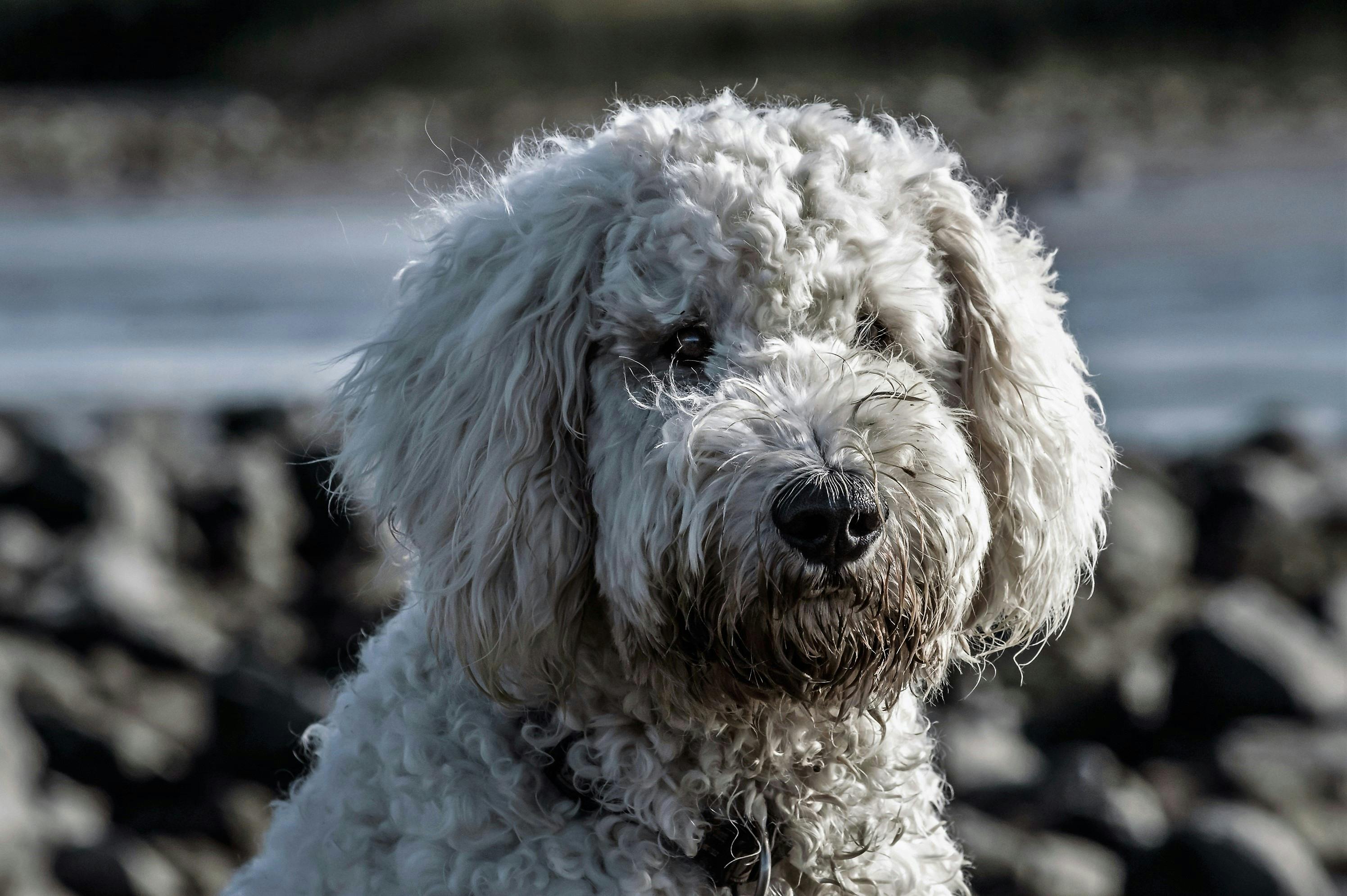 Hond die speelt met duurzaam speelgoed binnenshuis speeltijd per hond