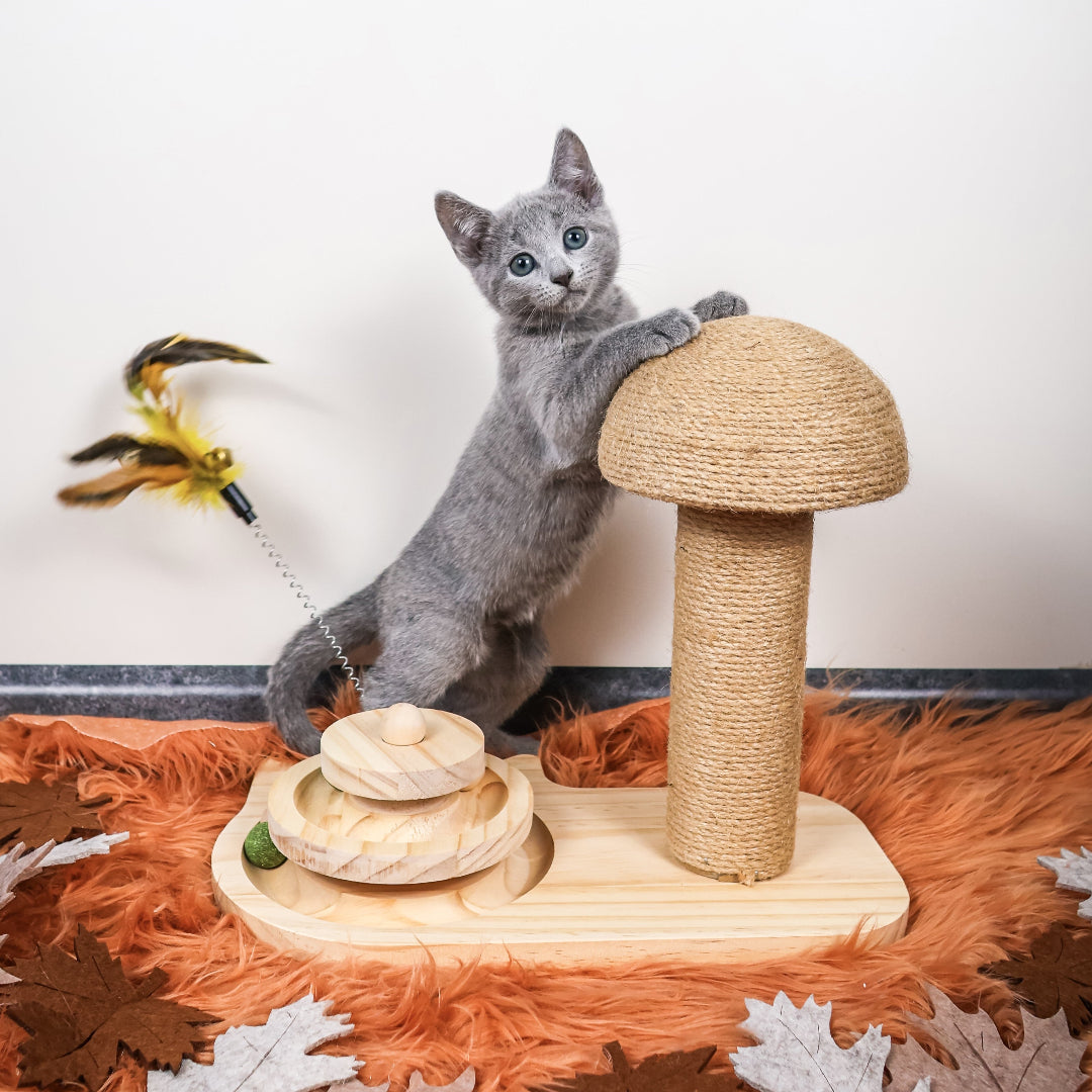 Design kattenwandmeubel van hout met klimtouw in modern interieur