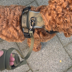 Hond met de Khaki Walk Set van Pet Party
