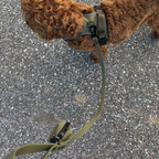 Hond tijdens wandeling met de Khaki Walk Set