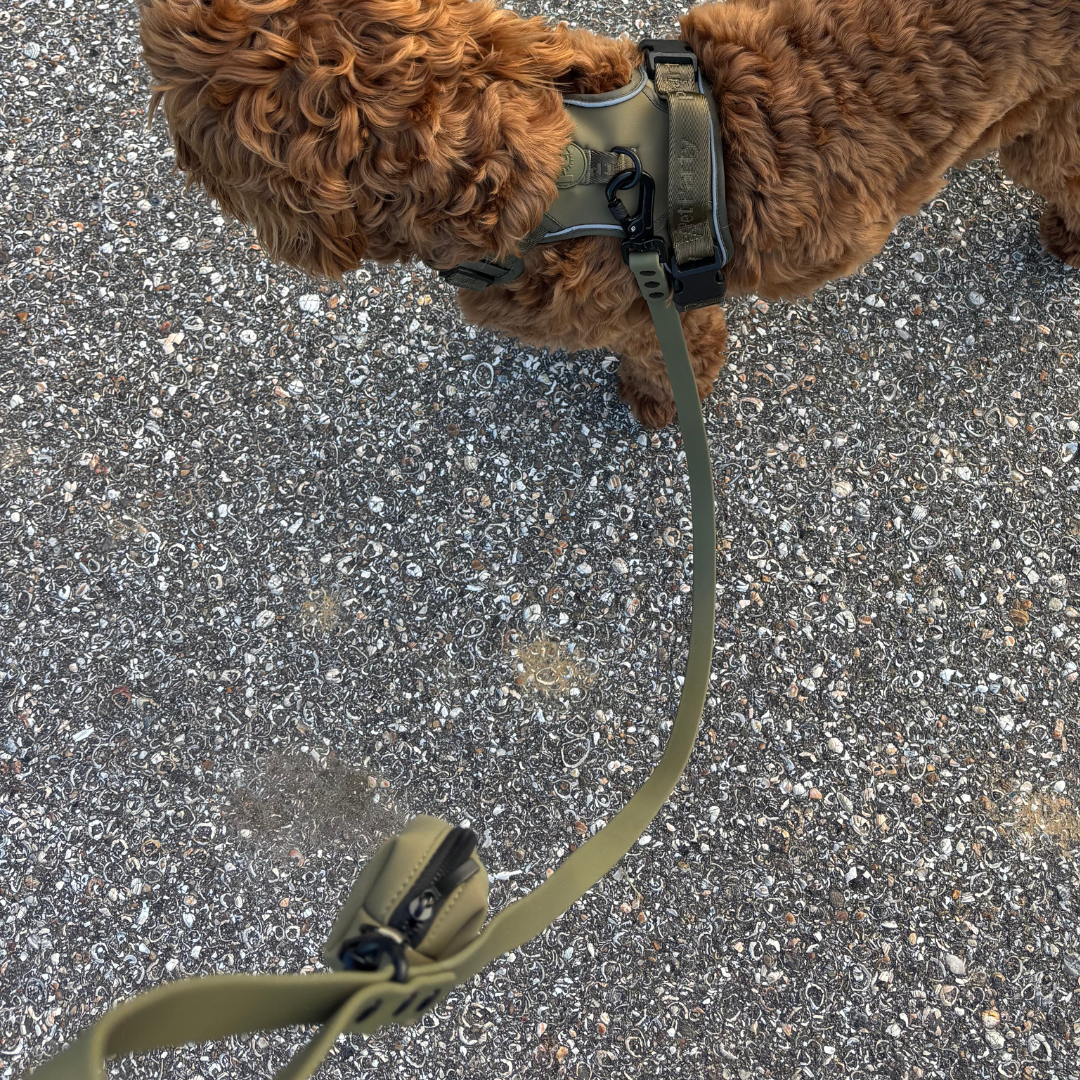 Hond tijdens wandeling met de Khaki Walk Set