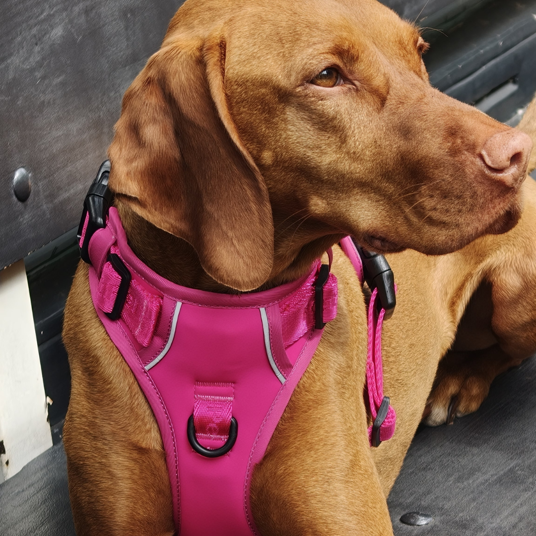 Pet Party Walk Set met riem, harnas en houder.