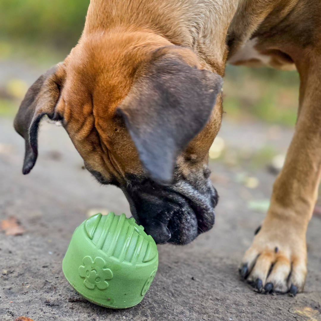 Hond snuffelt aan groene snuffel&snackbal van natuurlijk rubber buiten