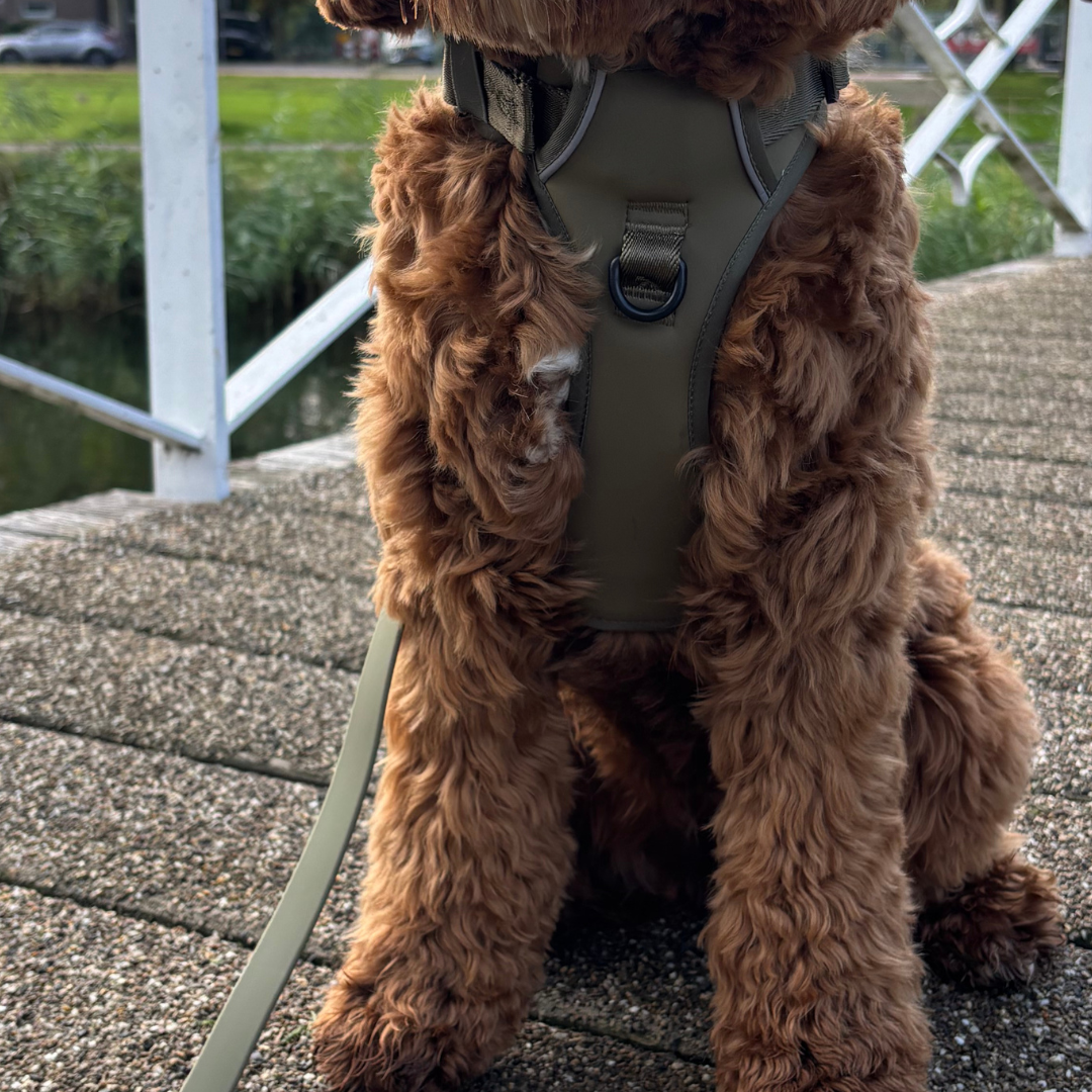 Hond met het Khaki Y-harnas van Pet Party