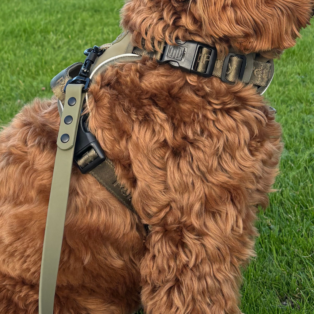Zijaanzicht van hond met Khaki harnas en riem