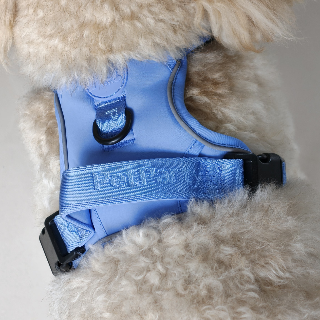 Pet Party Walk Set in bijpassende kleurencombinatie.
