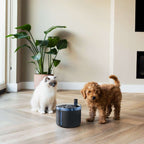 Flow waterfontein hond & kat